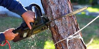 Best Tree Cabling and Bracing  in Bensley, VA