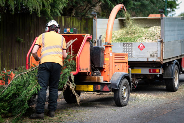 Best Tree Maintenance Programs  in Bensley, VA