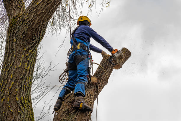 Best Hazardous Tree Removal  in Bensley, VA