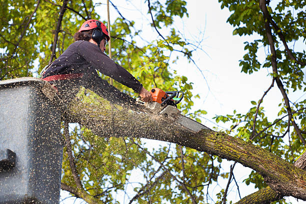 Best Tree Mulching  in Bensley, VA